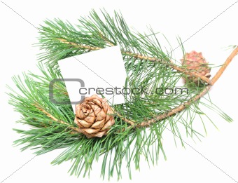 branch of pine with cones