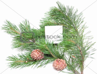 branch of pine with cones