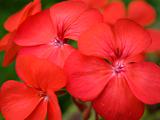 colorful red spring flowers geranium