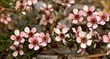 australian native spring flowers Leptospernum Pink Cascade
