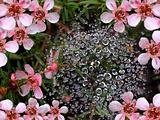 spring rain water drops on spiderweb with pink flowers