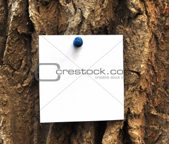 paper attached to krone of a tree