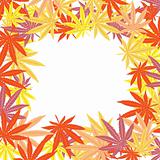 Frame with colored marijuana leaves