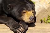 Sun bear also known as a Malaysian bear