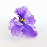 Isolated violet 3