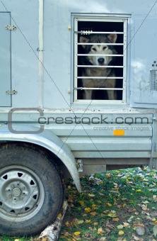trailer to transport dogs
