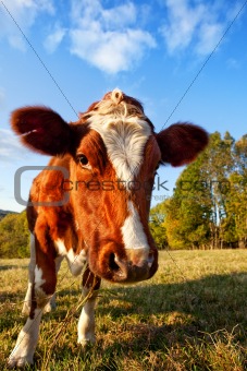 Curios Cow