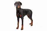 Doberman Pinscher isolated on white