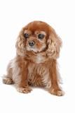 Cavalier King Charles Spaniel isolated on white