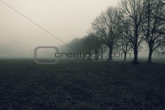 Avenue in fog