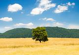 Lonely tree on the wheat field at bright summer day