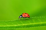 Lady bug sitting on the long green leave