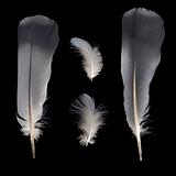 White and grey feathers