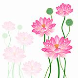 Realistic Oriental lotus - a flower isolated with a sheet, a ful