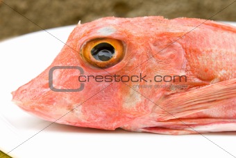 Head Of Gurnard Fish