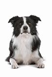 a border collie sheepdog isolated on a white background