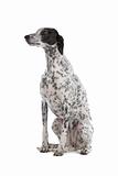 white Greyhound dog with black spots isolated on a white background