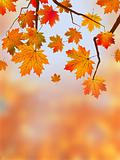 Autumn Leaves, Very Shallow Focus
