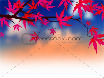 Autumnal leaves of maple