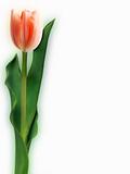 Tulip. EPS 8 vector file included