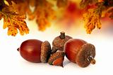 Isolated abstract acorns