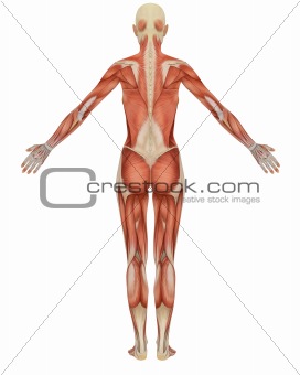 Female Muscular Anatomy Rear View