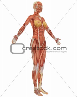 Female Muscular Anatomy Side View