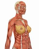 Female Muscular Anatomy Upper Body Angled View
