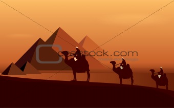 Caravan camels