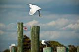Snowy Egret Take-off from Florida Pier