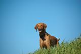 Female Vizsla Dog on a Grassy Hill