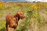 Smiling Vizsla Dog Standing in a Green Field