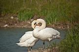 Pair of Mute Swans by a Pond