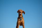 Hungarian Vizsla Dog Portrait with Blue Sky