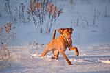 Vizsla Dog Running in a Snowy Field in Winter
