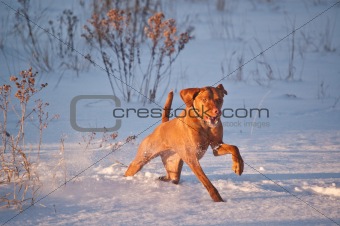 Vizsla Dog Running in a Snowy Field in Winter