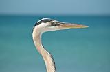 Close-up Profile of a Great Blue Heron at the Ocean
