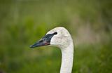 Trumpeter Swan Close-up