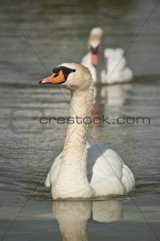 Two Mute Swans Swimming on a Pond