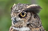 Great Horned Owl in Profile