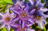 Purple Clematis Flowers