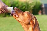  Vizsla Dog Licking an Ice Cream Cone