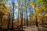 Forest with Fall Leaves and Blue Sky