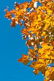 Autumn Leaves with Blue Sky