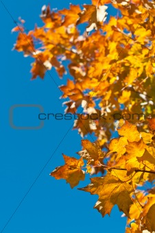 Autumn Leaves with Blue Sky