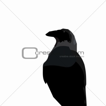 Realistic illustraton of black raven