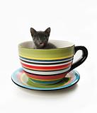 Kitty in tea cup mug