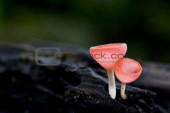 colorful of champagne mushrooms