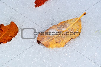 Autumn leaves on first snow