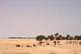 sahara with camels